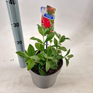 Buddleja davidii BUTTERFLY CANDY LITTLE RUBY