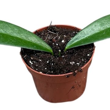 Hoya pubicalyx 'Black Dragon'