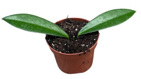 Hoya pubicalyx 'Black Dragon'