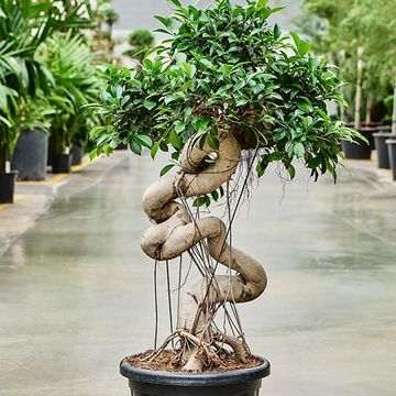 Ficus microcarpa 'Compacta'