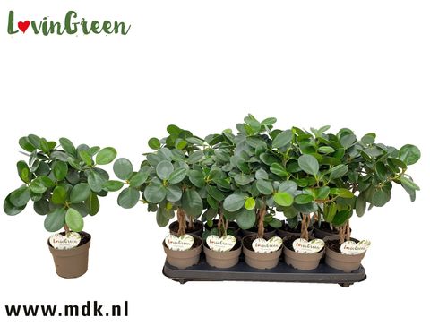 Ficus retusa 'Panda'