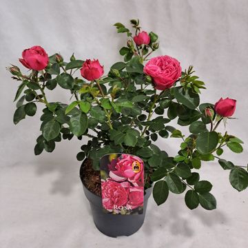 Rosa LEONARDO DA VINCI