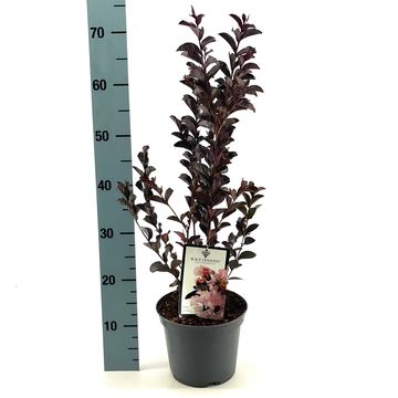 Lagerstroemia indica BLUSH