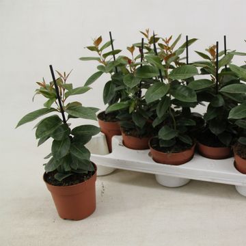 Mandevilla RIO DEEP RED