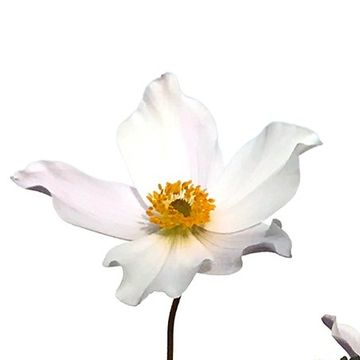Anemone WILD SWAN