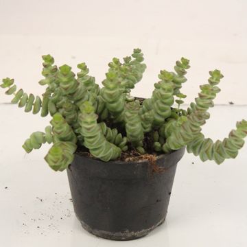 Crassula marnieriana 'Hottentot'
