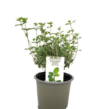 Origanum majorana