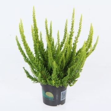 Calluna vulgaris SKYLINE BARCELONA