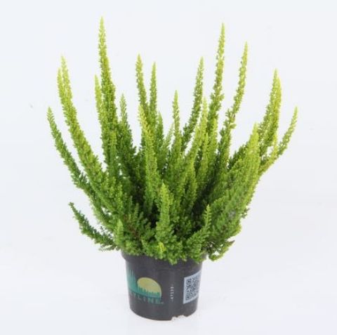 Calluna vulgaris SKYLINE BARCELONA