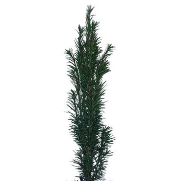 Taxus baccata 'Fastigiata Robusta'