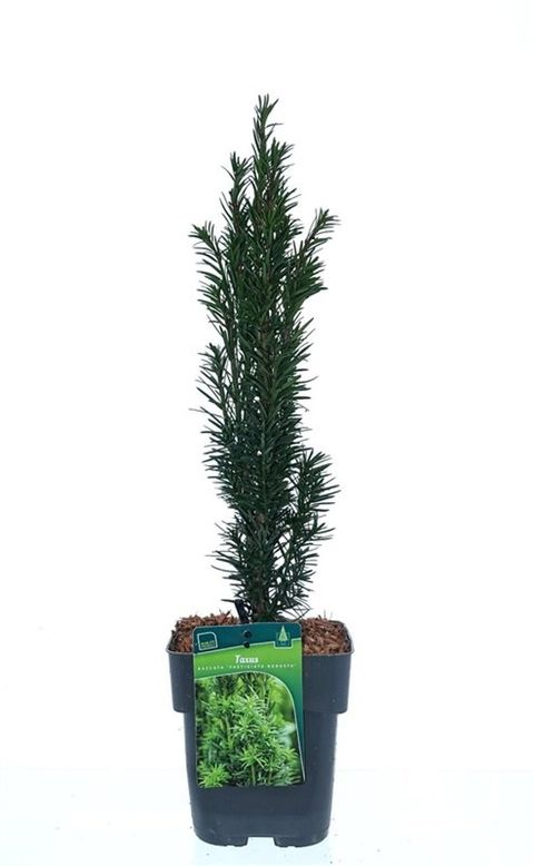 Taxus baccata 'Fastigiata Robusta'