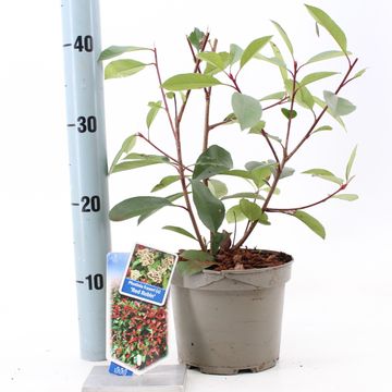 Photinia x fraseri 'Red Robin'