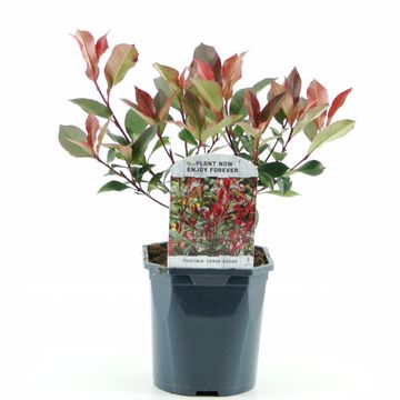 Photinia x fraseri CARRÉ ROUGE