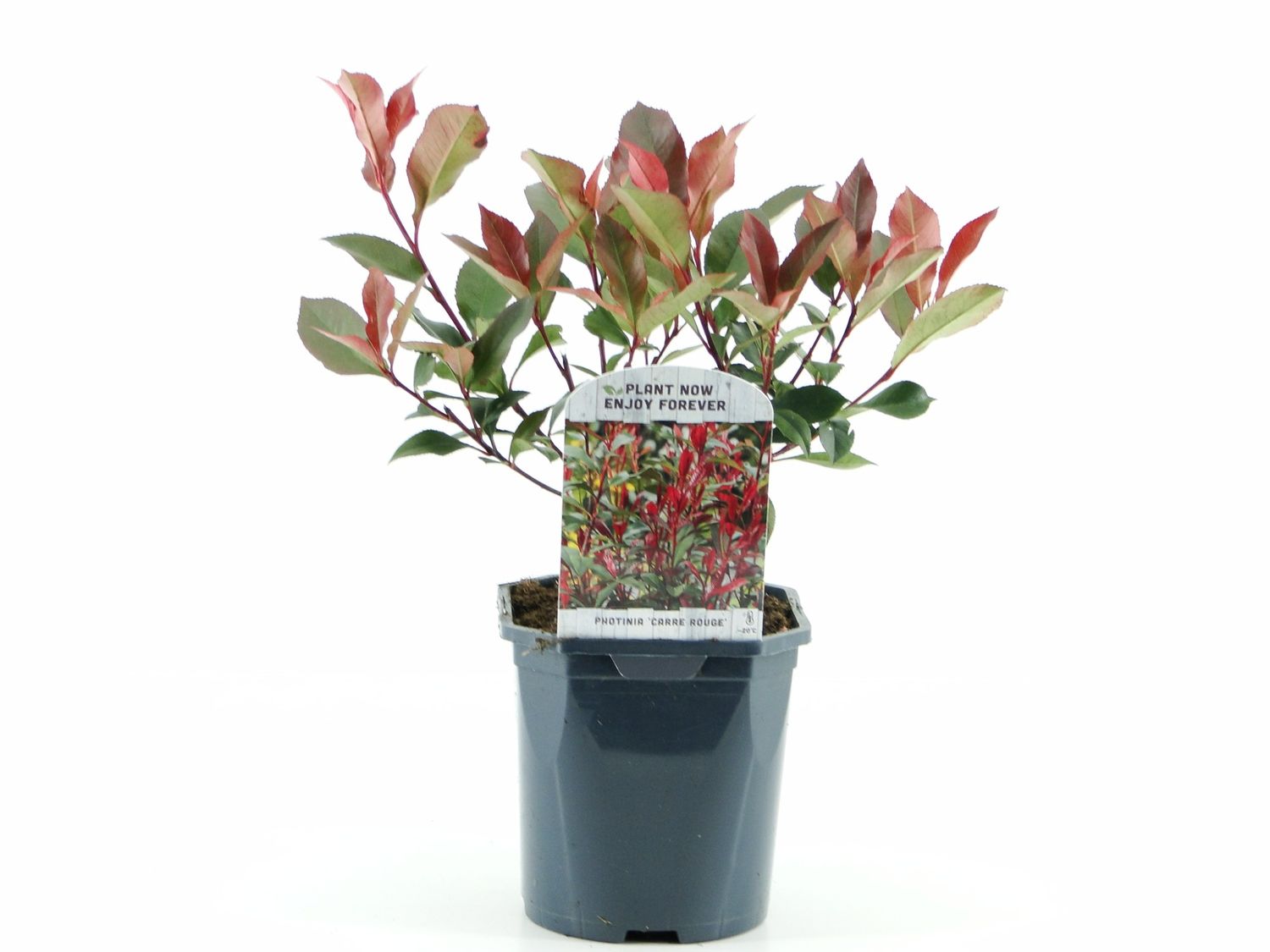 Photinia x fraseri CARR ROUGE  Pflanzengrohandel FlorAccess