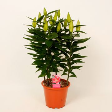 Lilium 'After Eight'