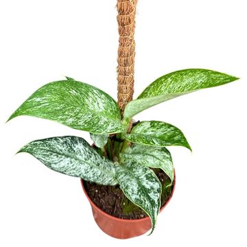 Rhaphidophora elliptica 'Mint'