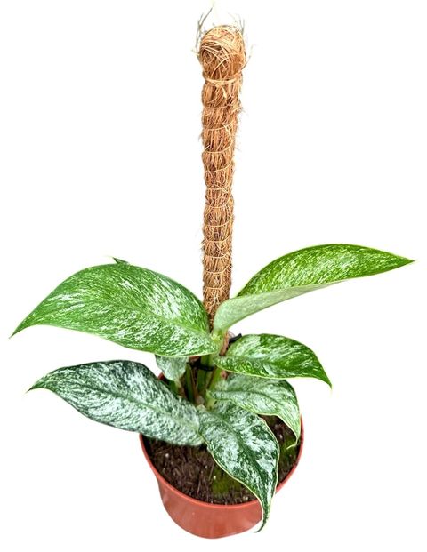 Rhaphidophora elliptica 'Mint'