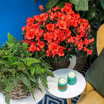 Rhododendron HORTINNO CHRISTINE SIENA