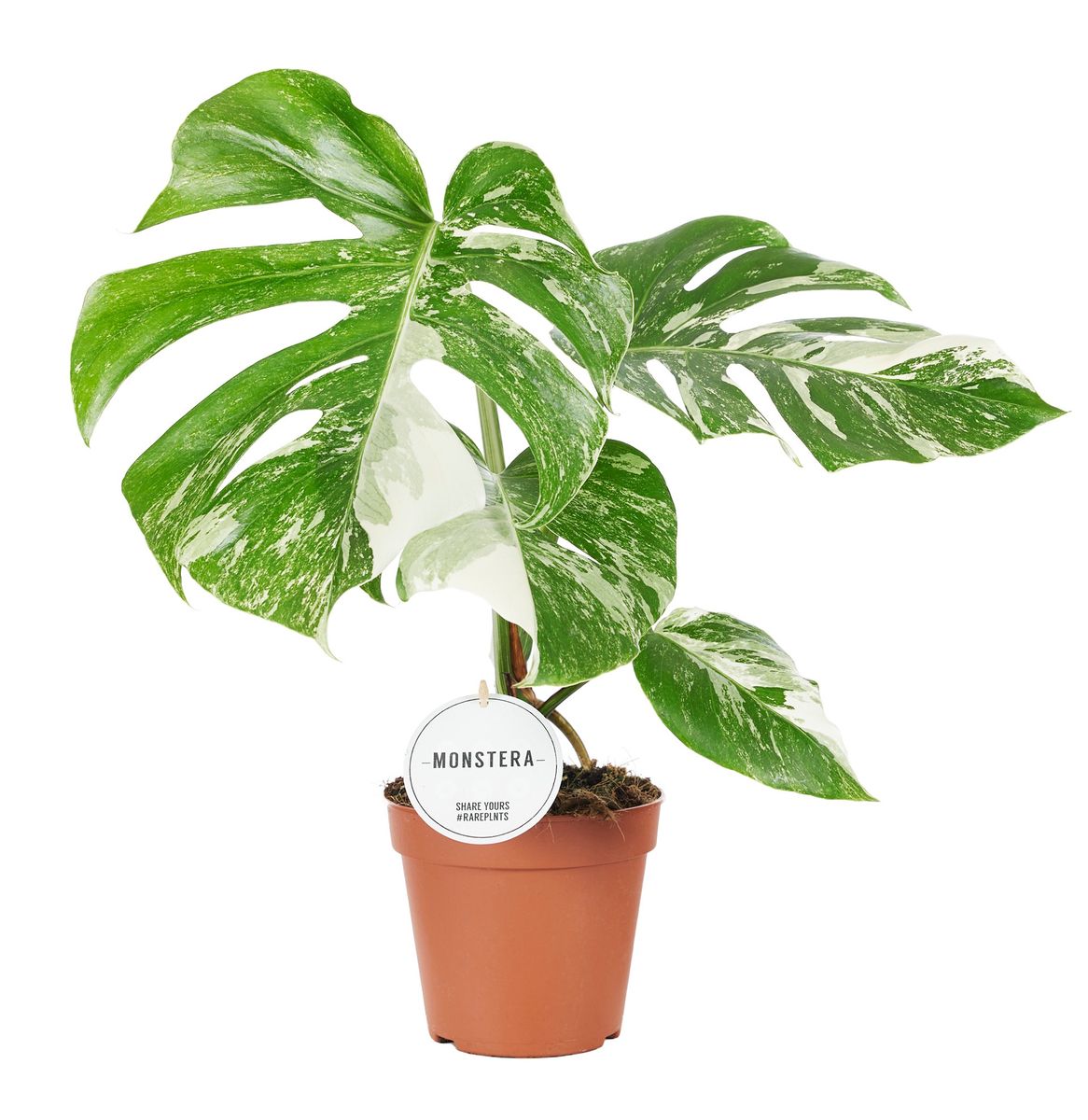 Monstera deliciosa 