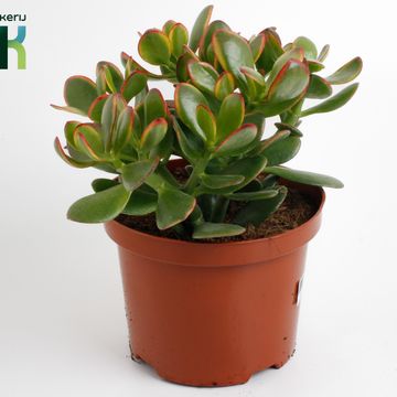 Crassula ovata 'Sunset'