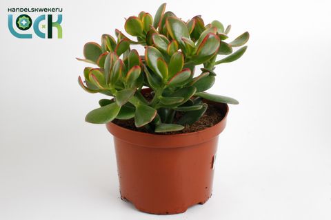 Crassula ovata 'Sunset'