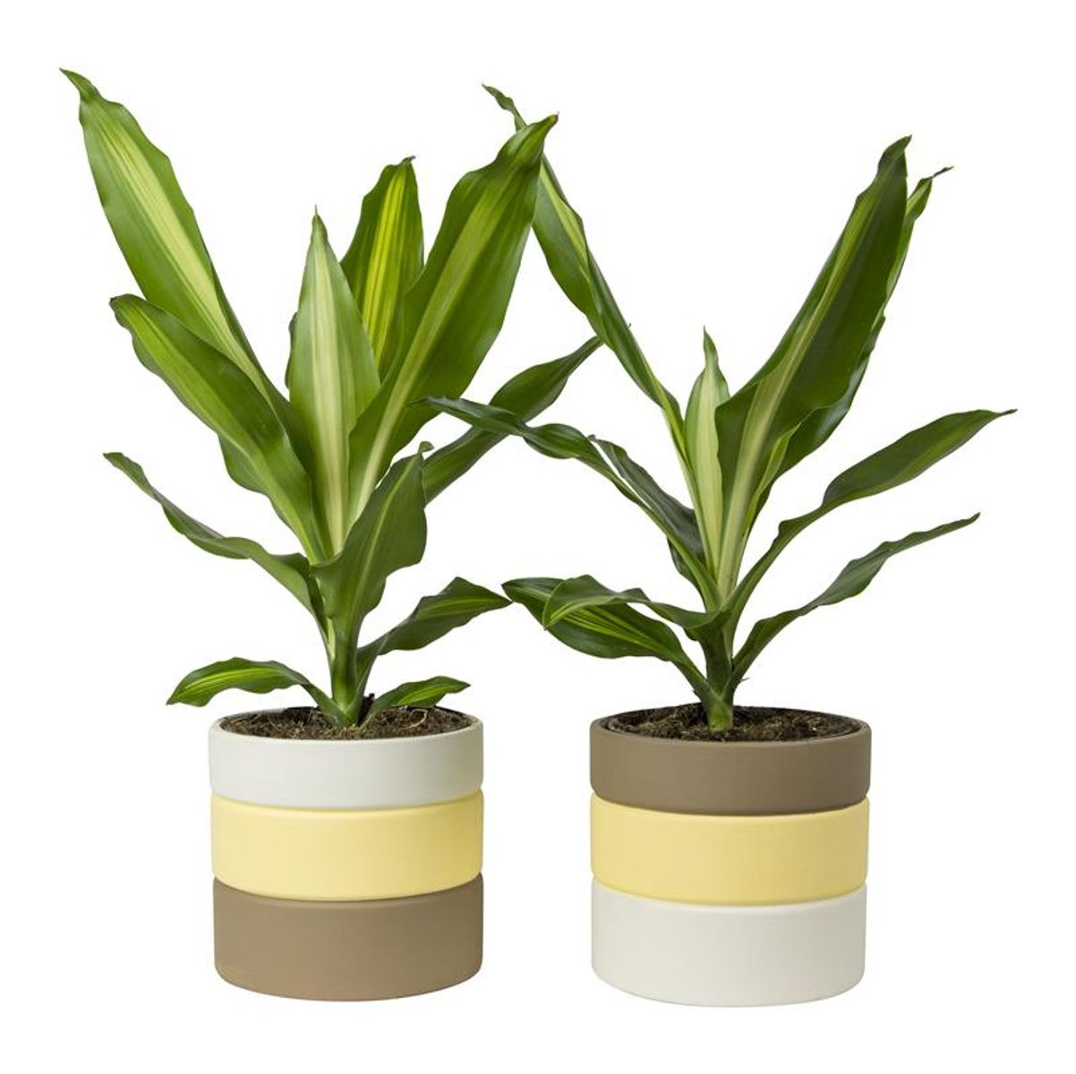 Houseplants MIX Plant Wholesale FlorAccess houseplants-mix-plant-wholesale-floraccess