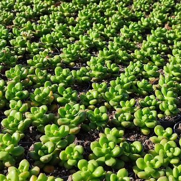 Sedum lucidum