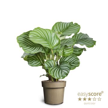 Calathea orbifolia