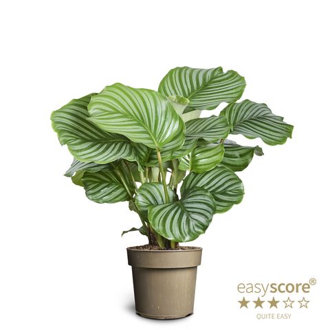 Calathea orbifolia