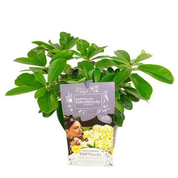 Rhododendron DUFTHECKE GELB