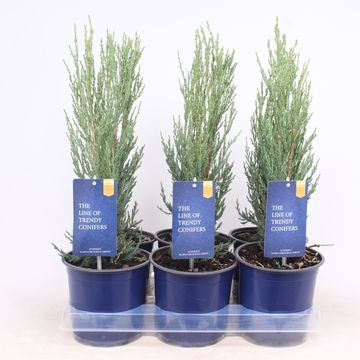 Juniperus scopulorum 'Blue Arrow'