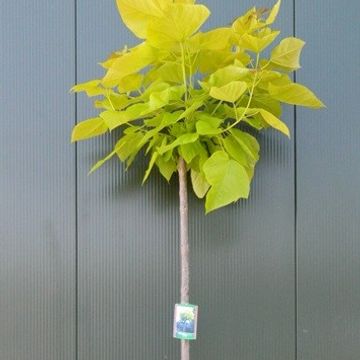 Catalpa bignonioides 'Aurea'