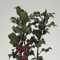 Ilex aquifolium