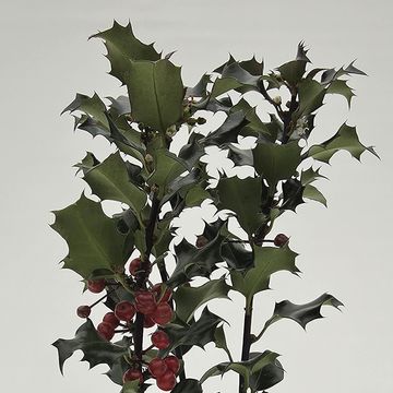 Ilex aquifolium