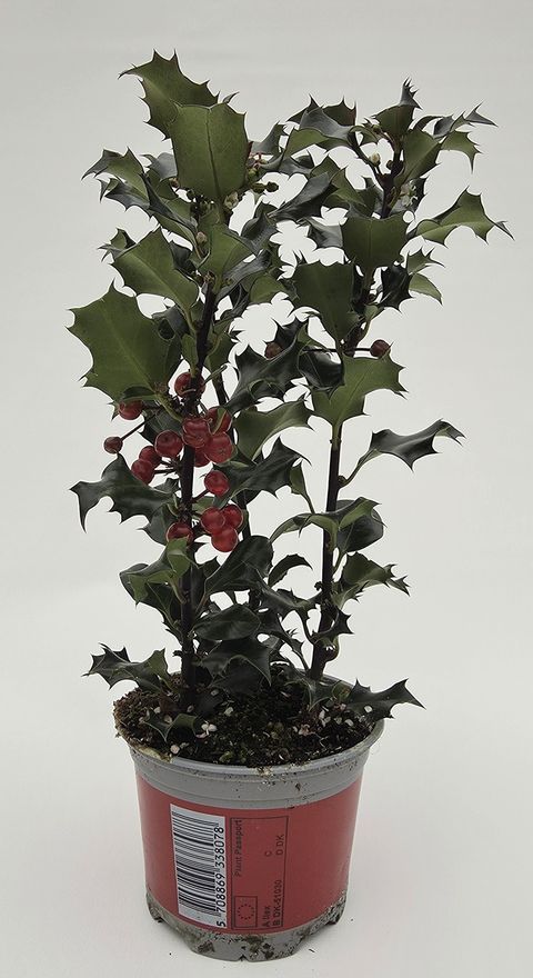 Ilex aquifolium