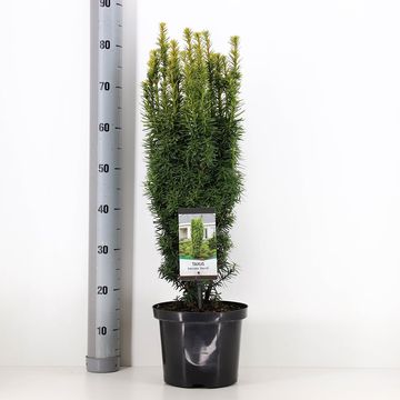 Taxus baccata 'David'