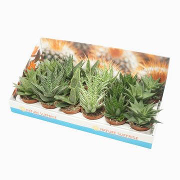 Succulente ALOE / HAWORTHIA MIX