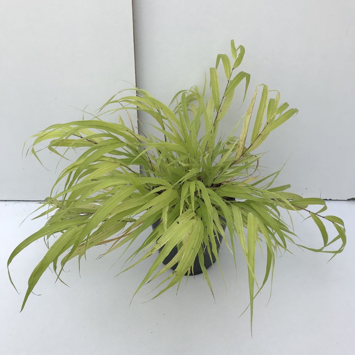 Hakonechloa macra 'All Gold' — Plant Wholesale FlorAccess