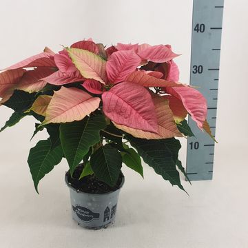 Euphorbia pulcherrima CHRISTMAS FEELINGS PINK