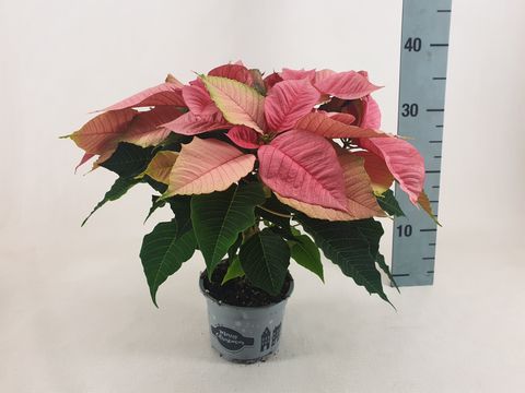 Euphorbia pulcherrima CHRISTMAS FEELINGS PINK