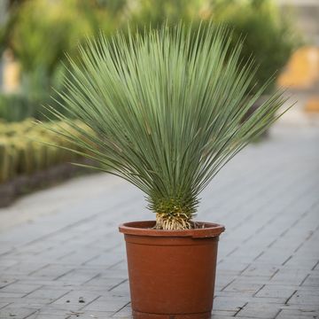 Yucca rostrata