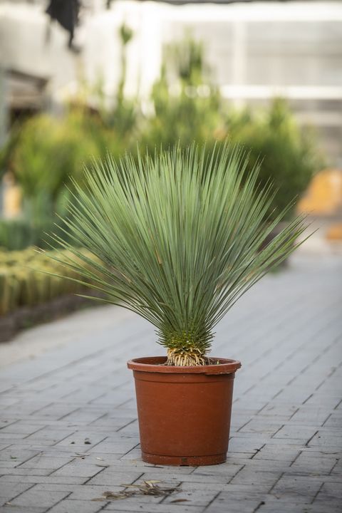 Yucca rostrata