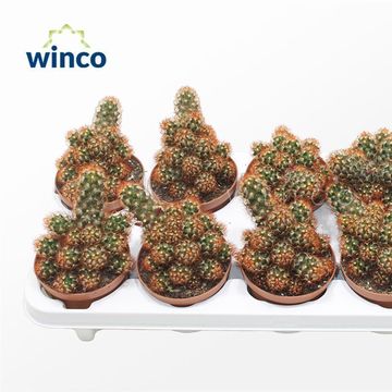 Mammillaria elongata rubra