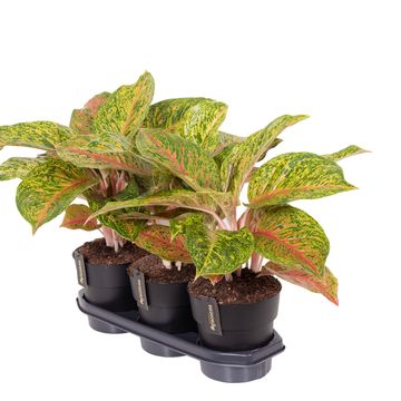 Aglaonema 'Grand Bouquet'