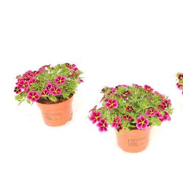 Calibrachoa CABARET GOOD NIGHT KISS