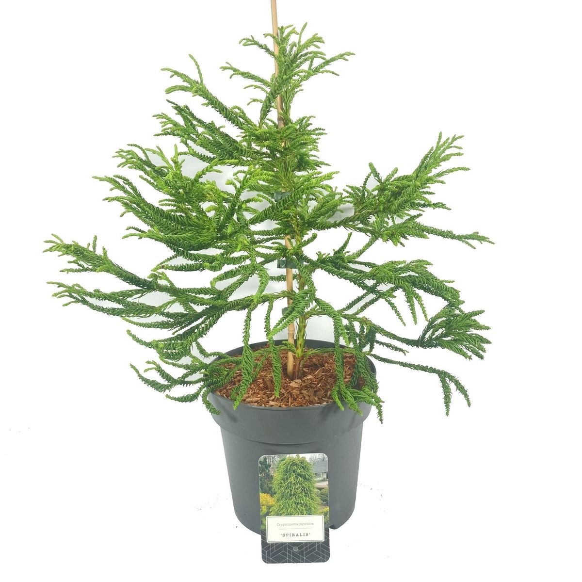 Cryptomeria japonica 'Spiralis' — Plant Wholesale FlorAccess