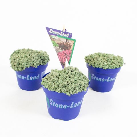 Sedum dasyphyllum