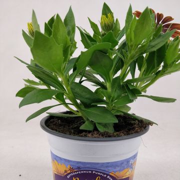 Osteospermum FLOWERPOWER PURPLE SUN