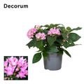 Pentas lanceolata STARCLUSTER ROSE
