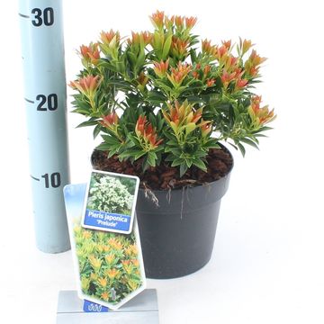 Pieris japonica 'Prelude'